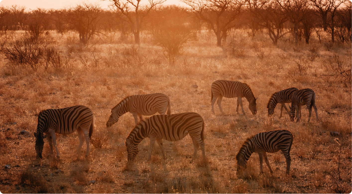 Safari Adventure
