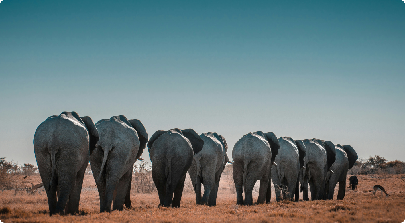 Safari Adventure